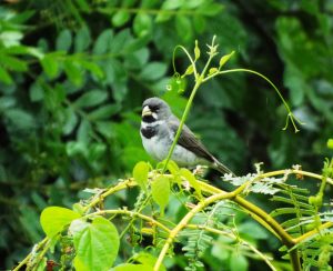 Colerinho Sporophila caerolescens